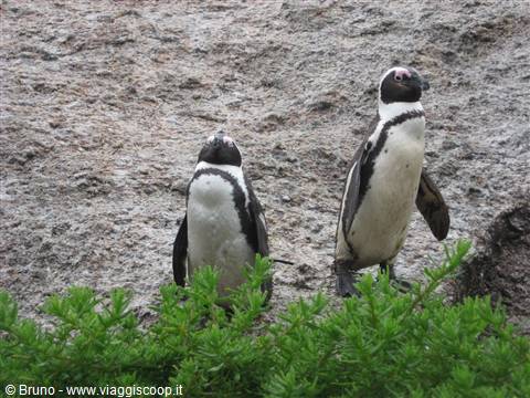 Pinguini nel presso del Capo di Buona Speranza