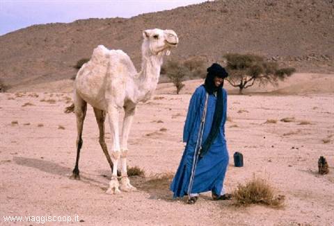 Dromedario e Tuareg