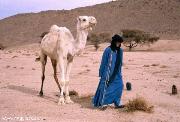 Dromedario e Tuareg