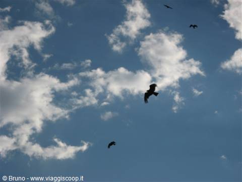 Aquile in volo