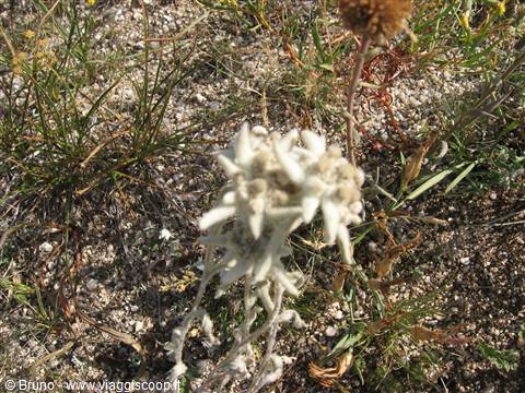 Stelle alpine o forse meglio stelle mongole