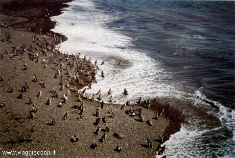 Pinguini a Punta Tombo