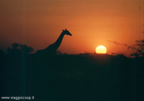 Giraffa al tramonto all'Etosha National Park