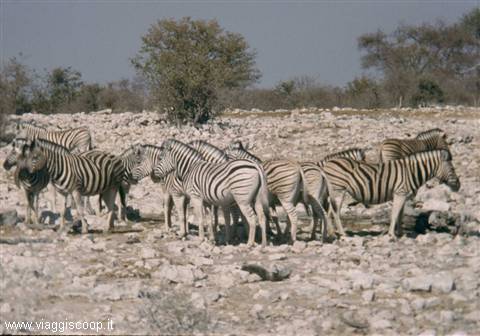 Gruppo di zebre all'Etosha National Park