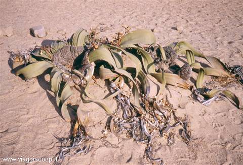 Welwitschia