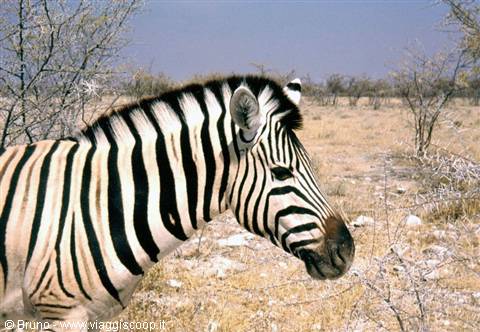 Zebra all'Etosha National Park