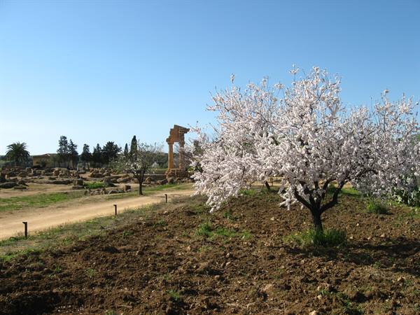 Il Tempio dei Dioscuri