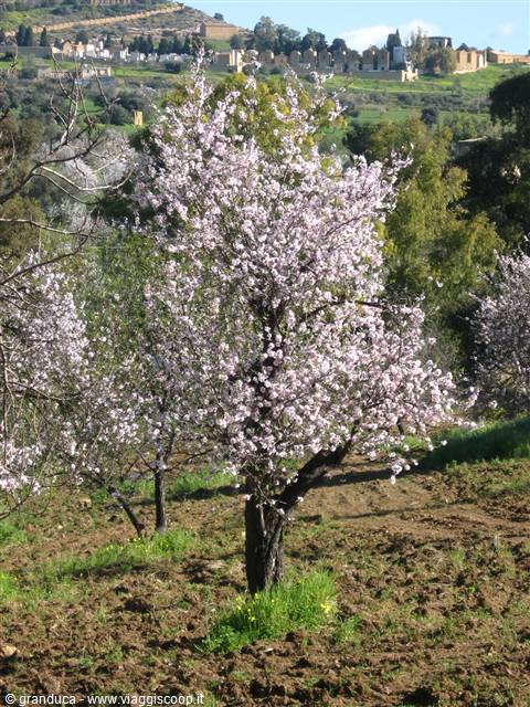 Il Mandorlo in Fiore
