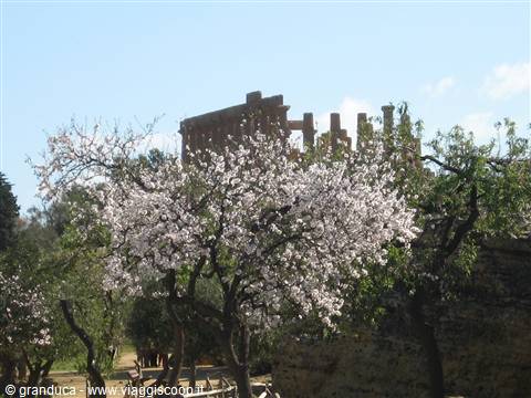esplosione di fiori
