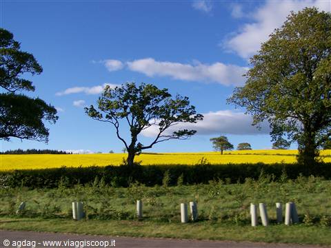 Culross - Verde Giallo Blu