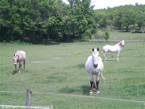 cavalli in camargue