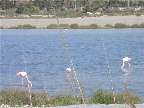 fenicotteri rosa