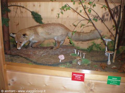 museo funghi
