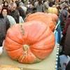 Venzone - la festa della zucca ITALIA 