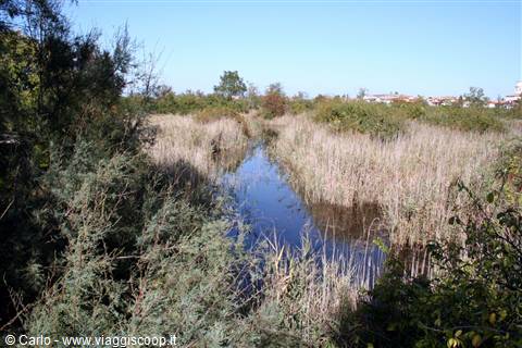 Marano Lagunare - Riserva Naturale "Valle Canal Novo
