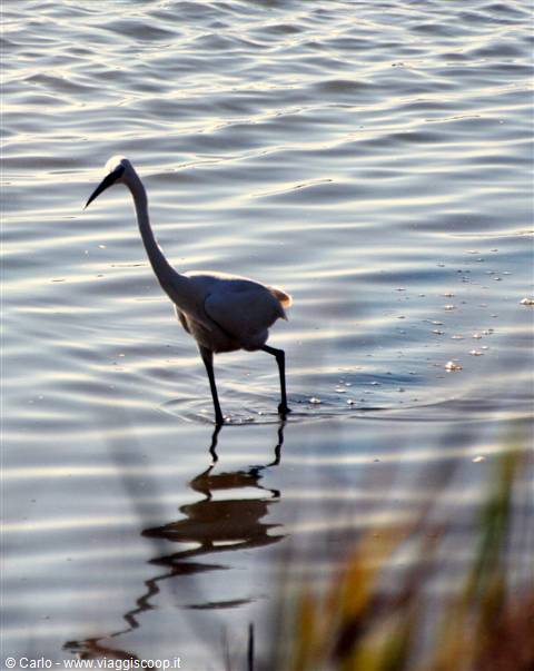 Marano Lagunare - Riserva Naturale "Valle Canal Novo