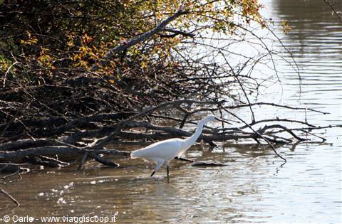 Marano Lagunare - Riserva Naturale "Valle Canal Novo
