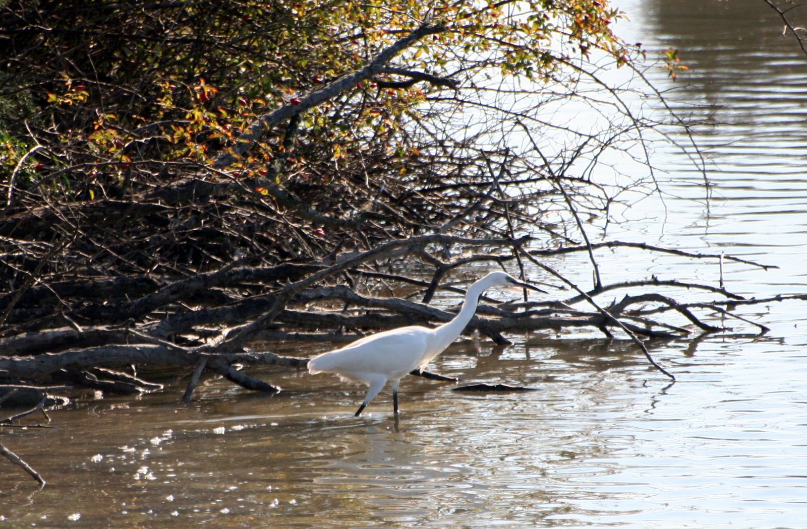 Marano Lagunare - Riserva Naturale "Valle Canal Novo