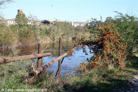 Marano Lagunare - Riserva Naturale "Valle Canal Novo