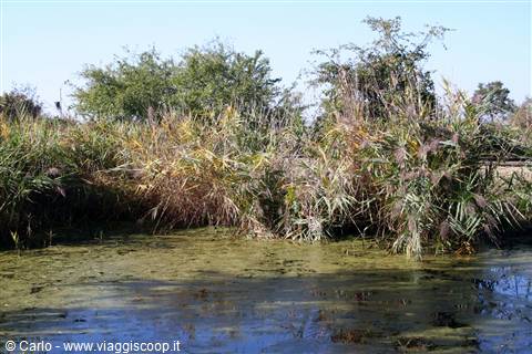 Marano Lagunare - Riserva Naturale "Valle Canal Novo"
