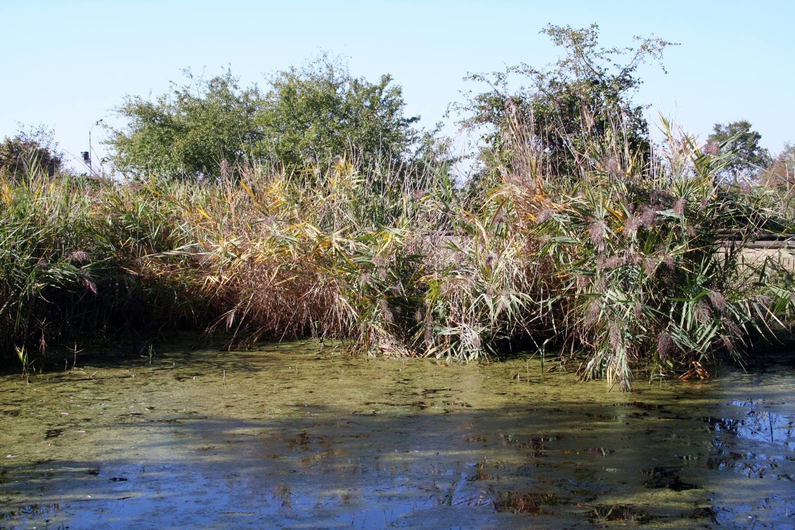 Marano Lagunare - Riserva Naturale "Valle Canal Novo"