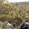 Siria - San Simeone  SIRIA 