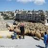 Siria - Qalah Siman SIRIA 