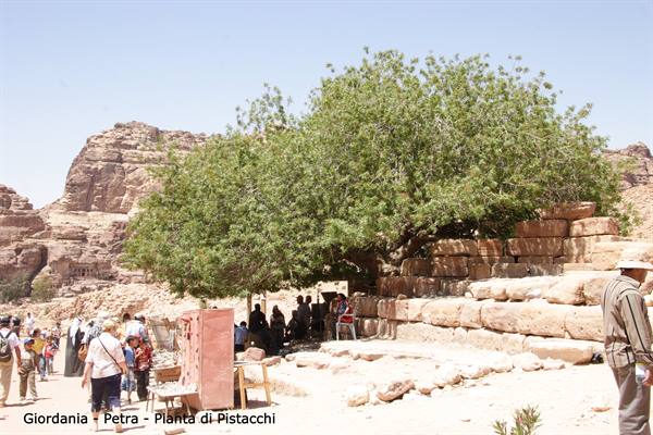 Giordania - Petra - pianta di pistacchi (450 anni)