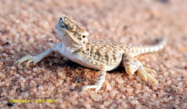 Giordania - Wadi Rum 