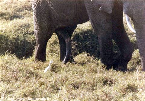 Elefante a 5 zampe.......