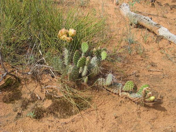Arches National Park
