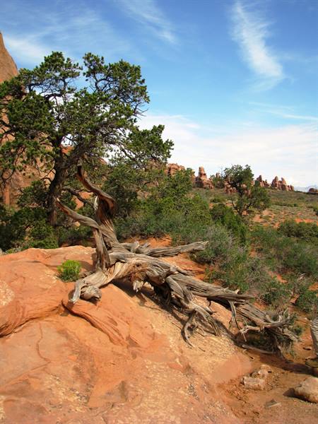 Arches National Park