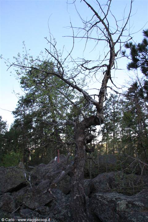 Devil's Tower - l'Albero delle Preghiere