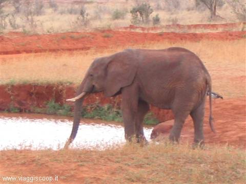 PARCO TSAVO EST
