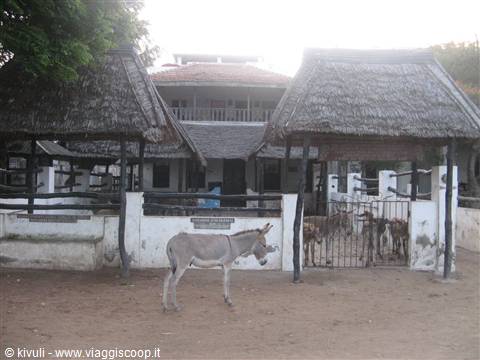 "punda hospital"