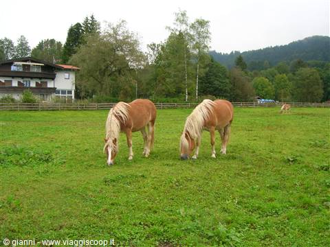 Ebbs: cavalli Haflinger al pascolo