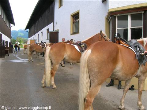 Cavalli Haflinger pronti per l'escursione