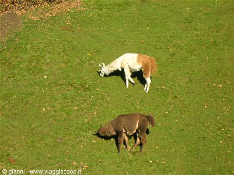 Alpi o Ande?