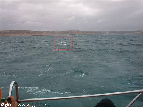 Balena franca australe