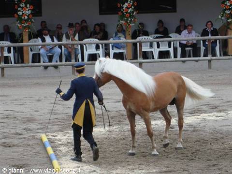 Show degli stalloni.