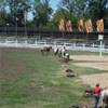 Prova di velocità nel sellare il cavallo. URUGUAY 
