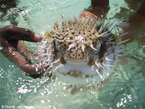 pesce palla a sardegna II