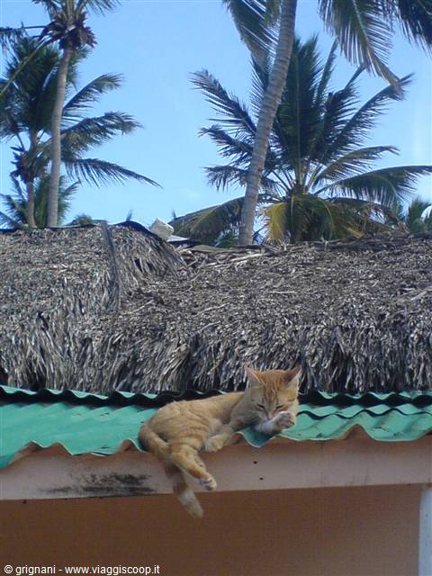 Cortecito Gatto sul tetto