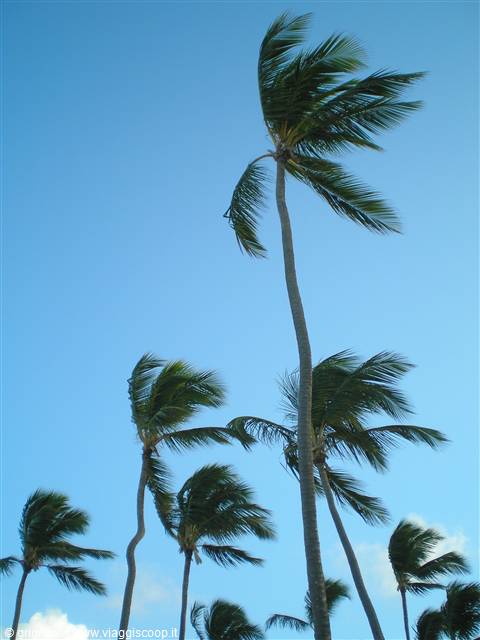 Cortecito - Palme