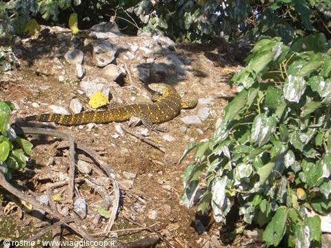 Un iguana (credo, correggetemi se sbaglio) sulle rive del Nilo
