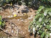 Un iguana (credo, correggetemi se sbaglio) sulle rive del Nilo
