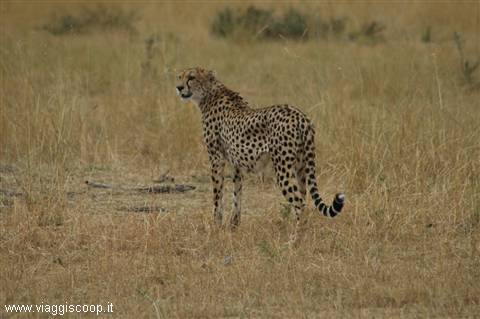 Ghepardo in Maasai Mara
