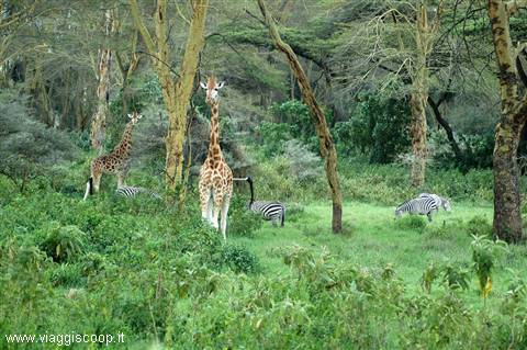 Paradiso in Lake Nakuru