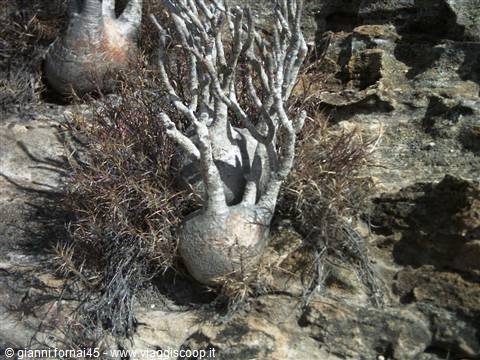 Pachypodium nel Parco dell'Isalo