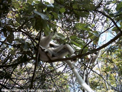 Propithecus Verreauxii penzolante da un albero al Canyon dei Makis
